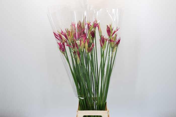 Nerine Katjana