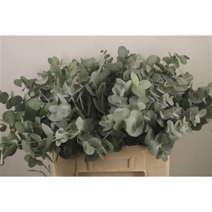 Euc Cinerea Per Bunch Za Short Spray 10 Stem Bunch