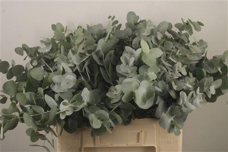 <h4>Euc Cinerea Per Bunch Za Short Spray 10 Stem Bunch</h4>