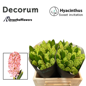 HYAC SWEE INVITATION