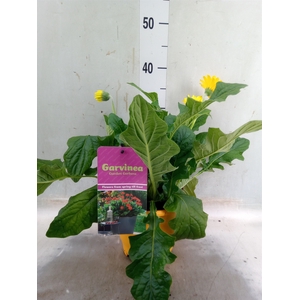 Gerbera  'Garvinea'   ...mix