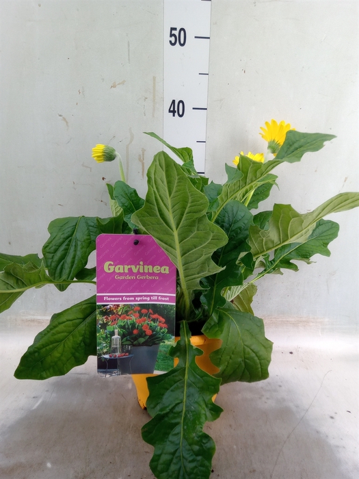 <h4>Gerbera  'Garvinea'   ...mix</h4>