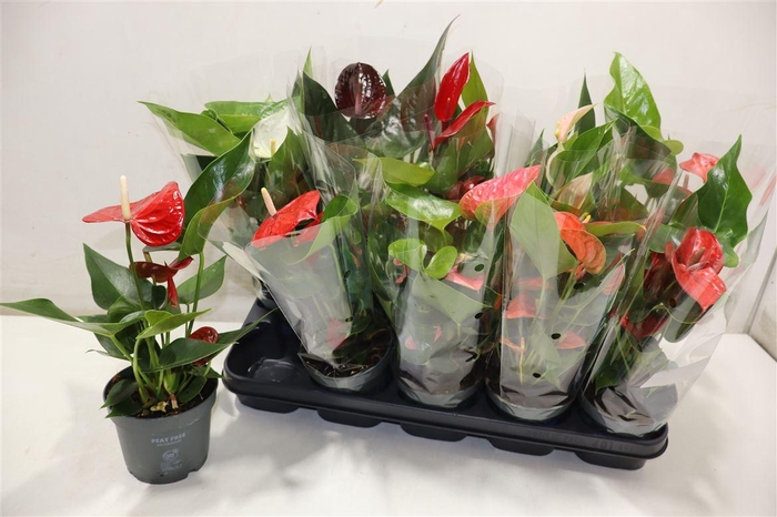 <h4>Anthu An Gem</h4>