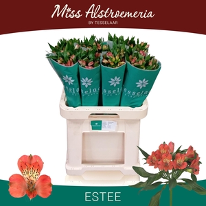 ALSTR ESTEE