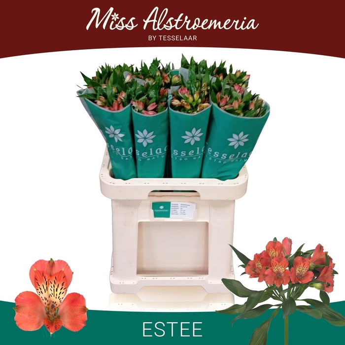 <h4>ALSTR ESTEE</h4>