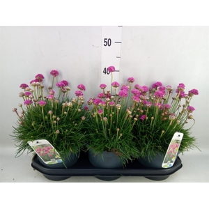 Armeria maritima
