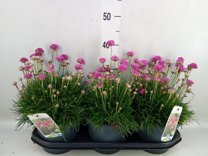 <h4>Armeria maritima</h4>