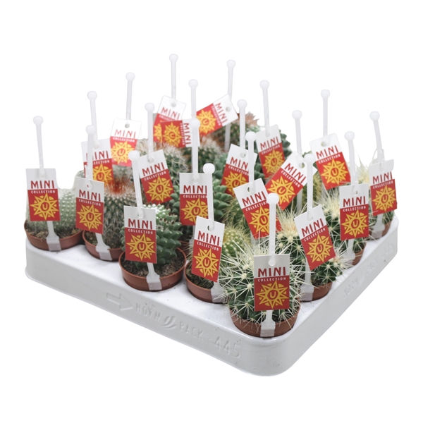 <h4>Bolcactus mix 5,5 cm met picker+etiket</h4>