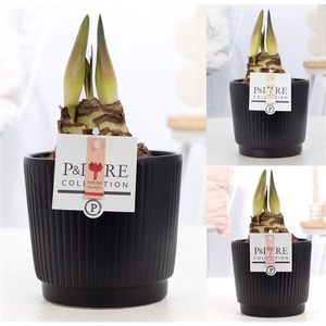 Hippeastrum mix in P&PURE Liv ceramics matt black