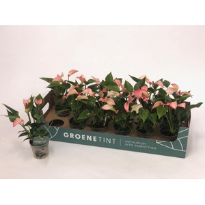 Anthurium  'Matata'