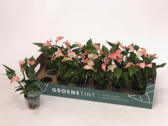<h4>Anthurium  'Matata'</h4>
