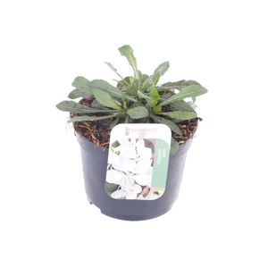 Gaura lind. Gaudi White