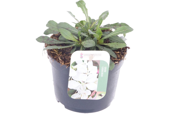 <h4>Gaura lind. Gaudi White</h4>