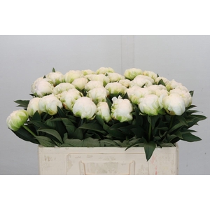 Paeonia Madame Claude Tain