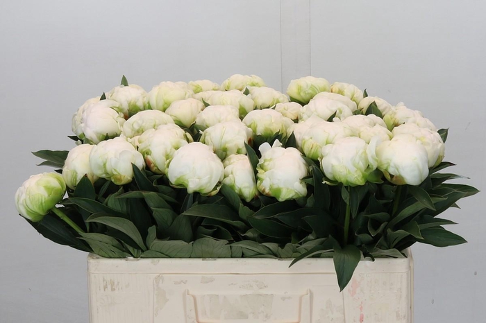 <h4>Paeonia Madame Claude Tain</h4>