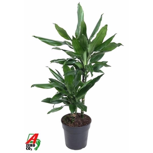 Dracaena fragrans Deremensis Grp 'Janet Lind'