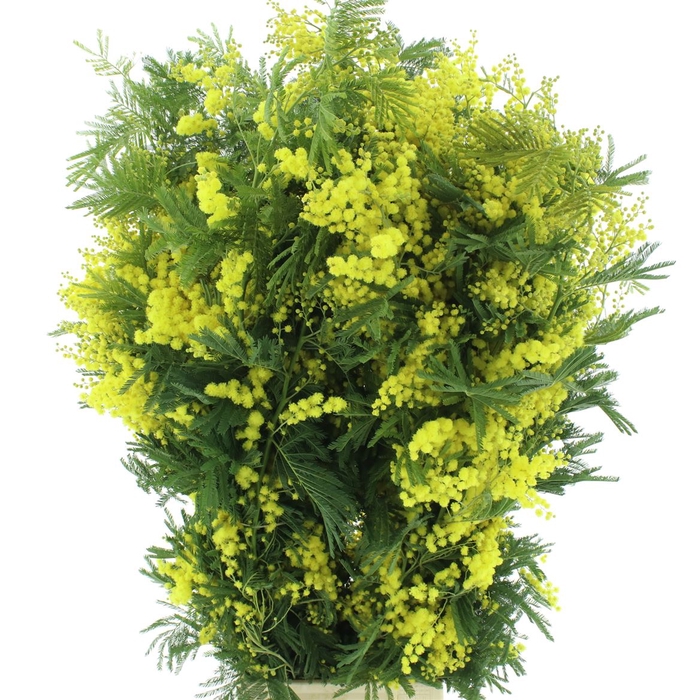 <h4>Mimosa Mirandol Pointe P Stem</h4>