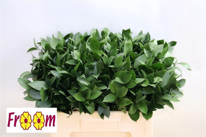 <h4>RUSCUS HYPOPHYLLUM</h4>