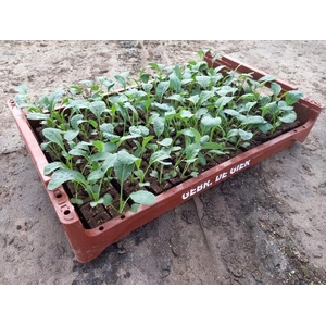 de Gier Groenteplanten 115 Kool Palmkool - 140 planten