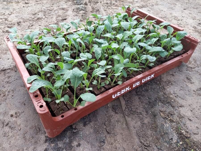 <h4>de Gier Groenteplanten 115 Kool Palmkool - 140 planten</h4>