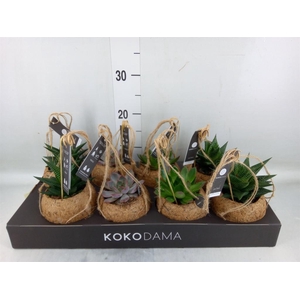 Succulents   ...mix 4