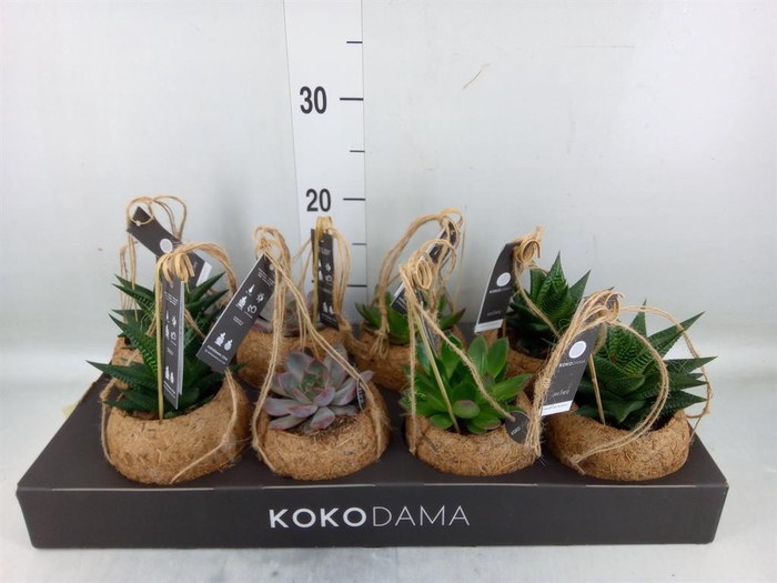 <h4>Succulents   ...mix 4</h4>