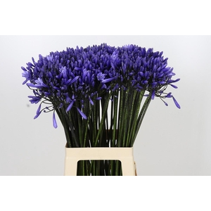 Agapanthus Dr Brouwer