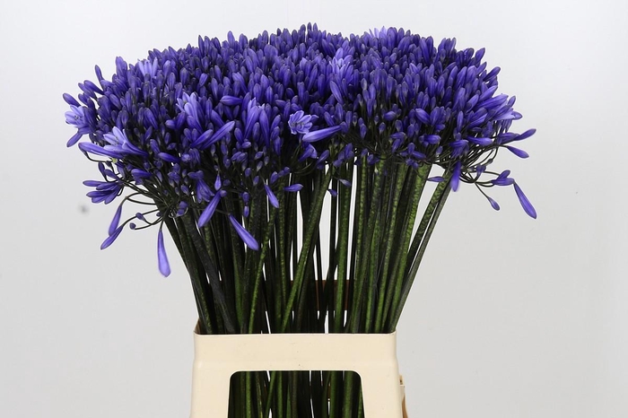 <h4>Agapanthus Dr Brouwer</h4>