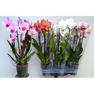 PHAL EL CASCADE