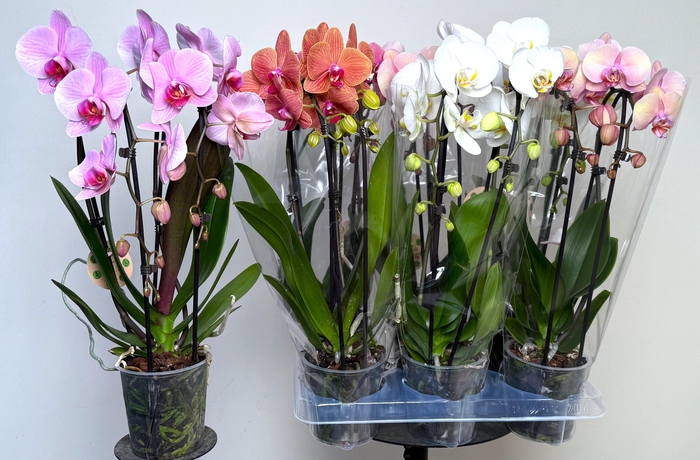 <h4>PHAL EL CASCADE</h4>