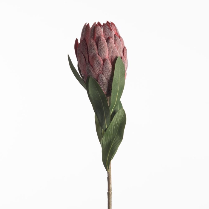 Af Protea L66cm Red