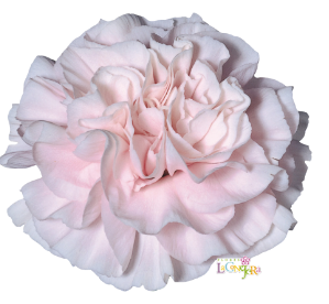 <h4>Di St Damina Pink 65cm CO</h4>