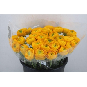 Ran Cloni Sup Solaris