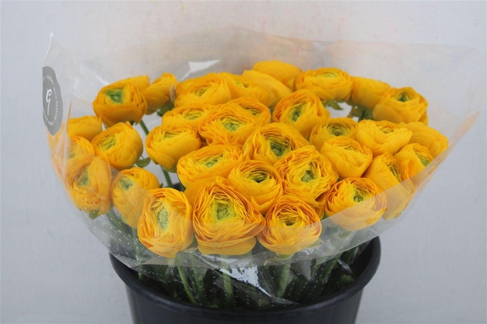 <h4>Ran Cloni Sup Solaris</h4>