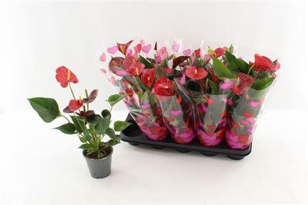 <h4>Anthu An Success Red 3-4</h4>