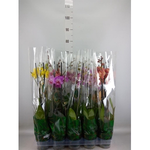 Phalaenopsis   ...mix