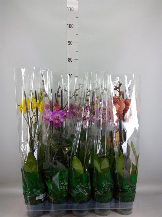 <h4>Phalaenopsis ...mix</h4>