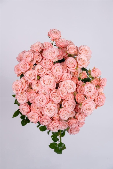 <h4>Tr Madam Bombastic</h4>