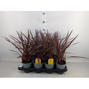 Cordyline austr. 'Red Star'