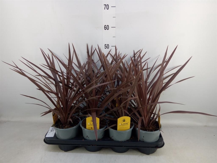 <h4>Cordyline austr. 'Red Star'</h4>