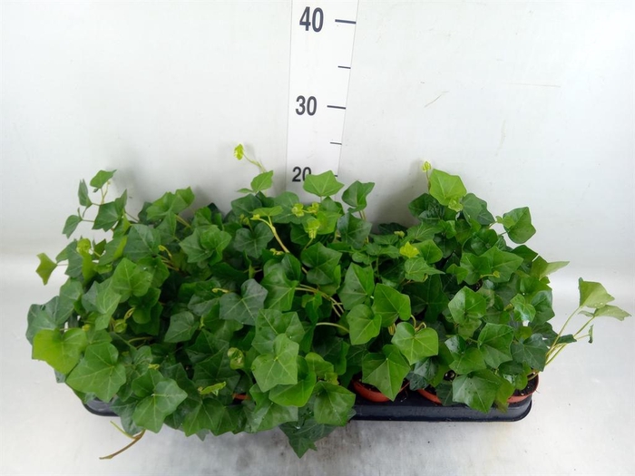 <h4>Hedera hibernica</h4>