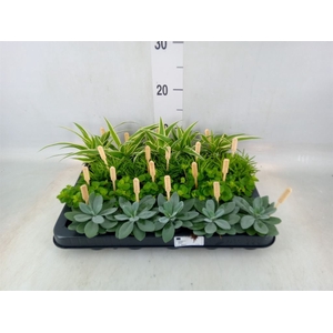 Planten  ..mix