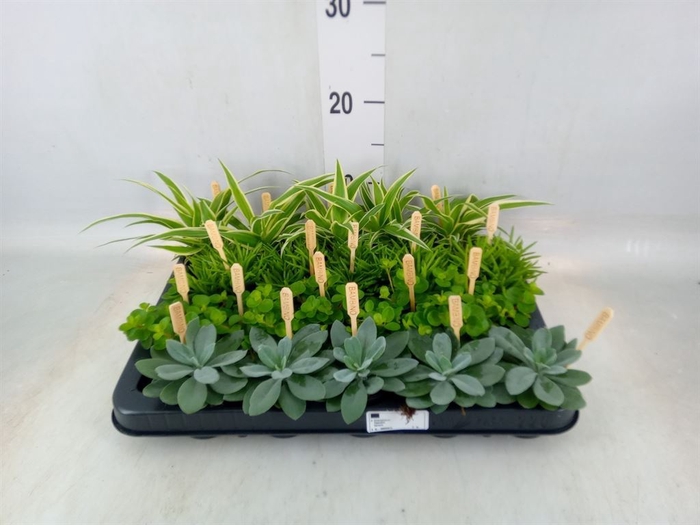 <h4>Planten  ..mix</h4>