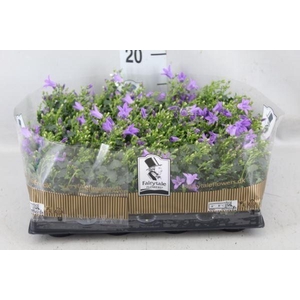 Campanula porten. 'Get Mee'