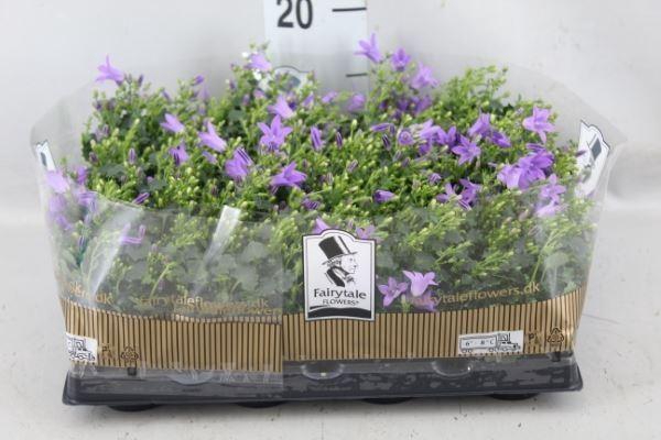 <h4>Campanula porten. 'Get Mee'</h4>