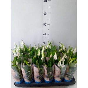 Spathiphyllum  'Alana'
