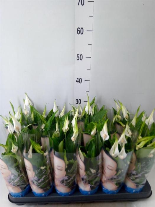 <h4>Spathiphyllum  'Alana'</h4>