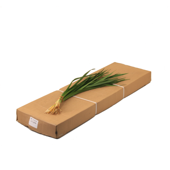 LILLYGRAS