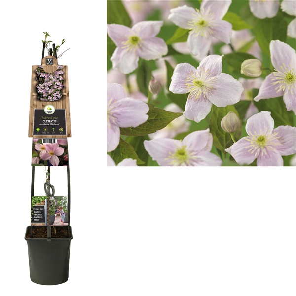 <h4>Clematis montana 'Mayleen' +3.0 label</h4>