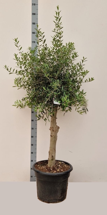 OLEA EUROPAEA